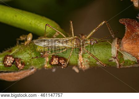 Adult Assassin Bug Of The Tribe Harpactorini In Oviposition Laying Eggs