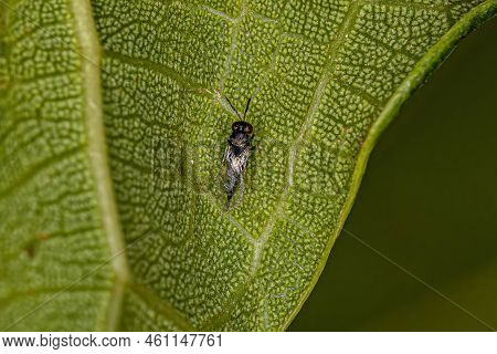 Adult Chalcidoid Wasp Of The Subfamily Pteromalinae