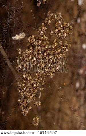 Silver Garden Orbweavers Of The Species Argiope Argentata