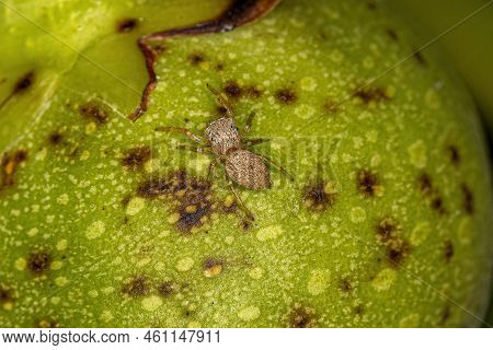 Small Jumping Spider Of The Subfamily Salticinae