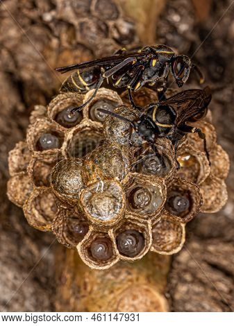 Adult Long-waisted Paper Wasp Of The Genus Mischocyttarus