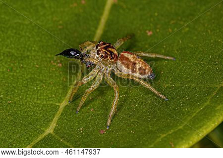 Small Jumping Spider Of The Genus Frigga Preying On A Wasp