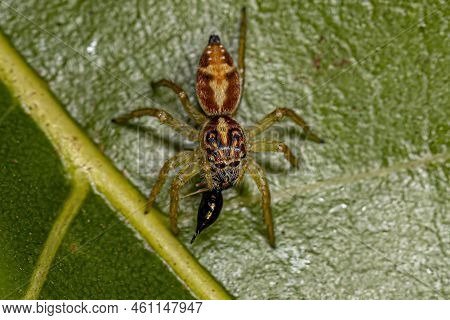 Small Jumping Spider Of The Genus Frigga Preying On A Wasp
