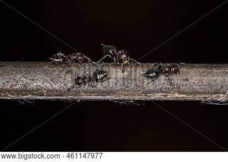 Adult Female Cocktail Ants Of The Genus Crematogaster
