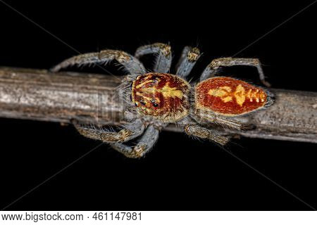 Adult Female Jumping Spider Of The Genus Frigga