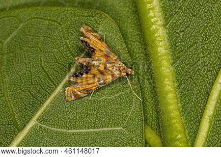 Adult Crambid Moth Of The Family Crambidae
