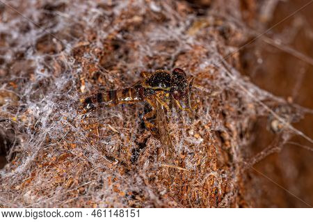 Dead Adult Stingless Bee Of The Genus Tetragonisca