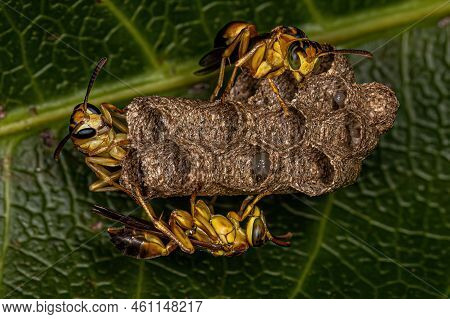 Adult Long-waisted Paper Wasps Of The Genus Mischocyttarus