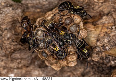 Adult Long-waisted Paper Wasps Of The Genus Mischocyttarus