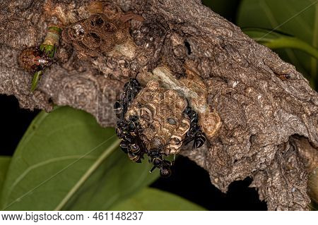 Adult Long-waisted Paper Wasps Of The Genus Mischocyttarus
