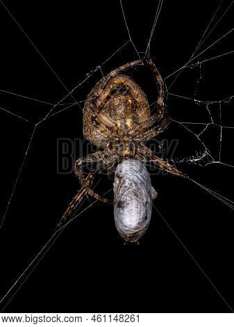 Female Adult Typical Orbweaver Of The Family Araneidae