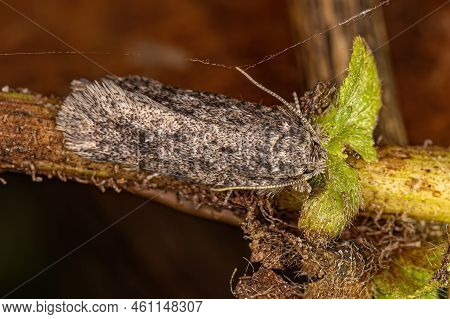 Adult Grass Tubeworm Moth Of The Family Tineidae
