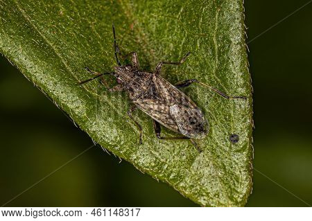 Adult Seed Bug Of The Family Lygaeidae
