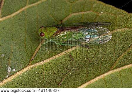 Adult Green Dictyopharid Planthopper Insect Of The Family Dictyopharidae