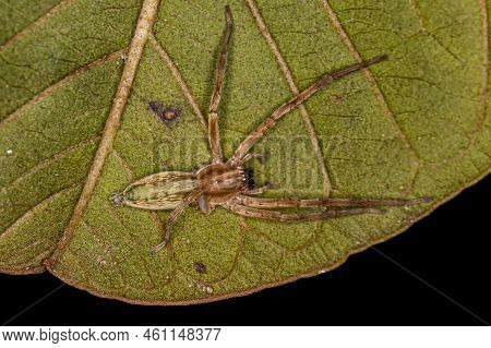 Small Ghost Spider Of The Family Anyphaenidae