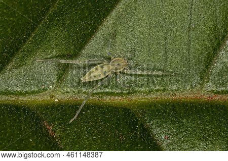 Small Ghost Spider Of The Family Anyphaenidae
