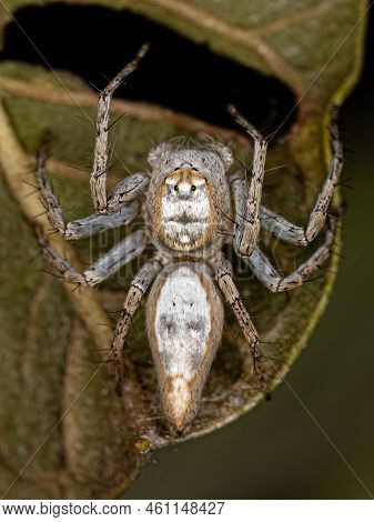Female Adult Lynx Spider Of The Species Oxyopes Niveosigillatus