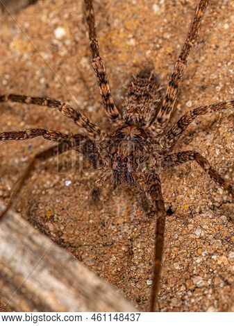 Adult Wandering Spider Of The Family Ctenidae