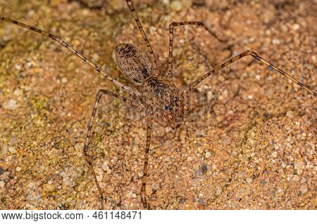 Adult Brown Spitting Spider Of The Genus Scytodes