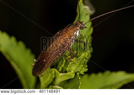 Adult Wood Cockroach Of The Family Ectobiidae