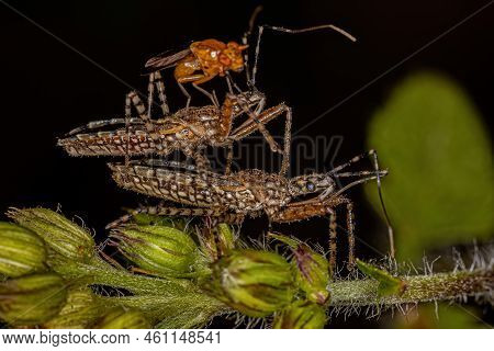Adult Assassin Bugs Of The Genus Cosmoclopius