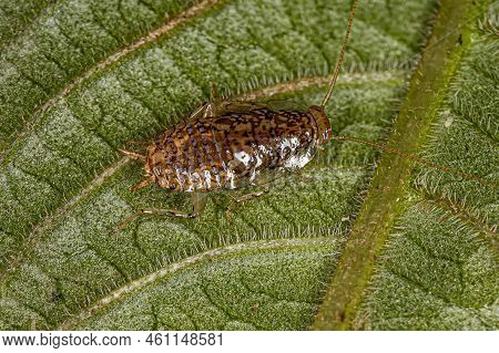 Wood Cockroach Nymph Of The Family Ectobiidae
