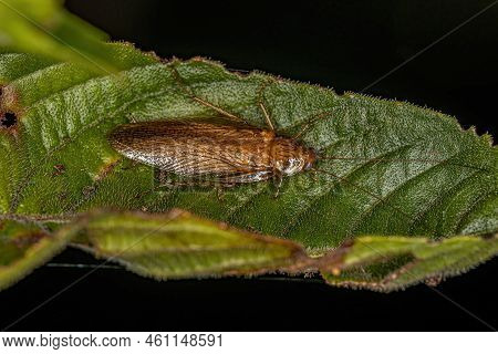 Adult Wood Cockroach Of The Family Ectobiidae