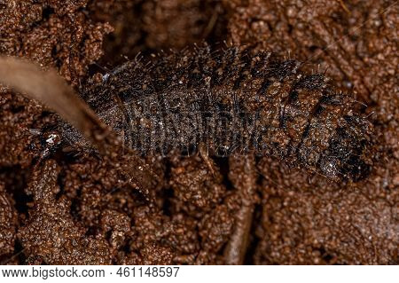 Small Soldier Fly Larvae Of The Subfamily Stratiomyinae