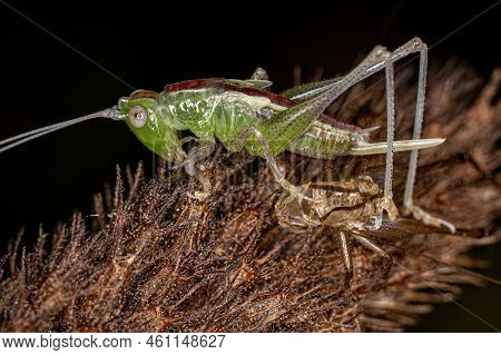 Lesser Meadow Katydid Nymph Of The Genus Conocephalus