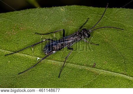 Adult Spider Wasp Of The Family Pompilidae