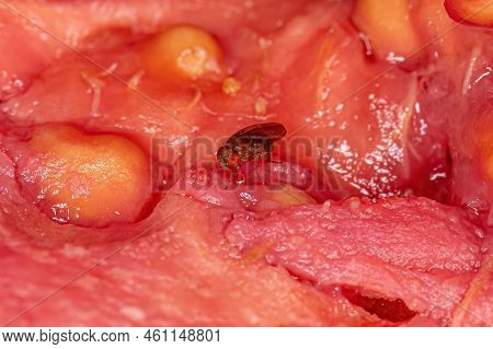 Adult Small Fruit Fly Of The Family Drosophilidae
