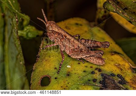 Short-horned Grasshopper Nymph Of The Family Acrididae