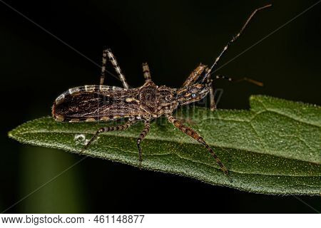 Adult Assassin Bug Of The Genus Cosmoclopius