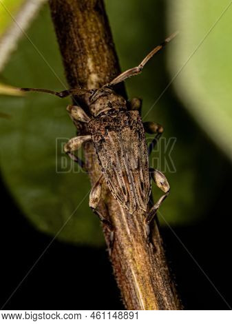 Adult Flat-faced Longhorn Beetle Of The Genus Nealcidion