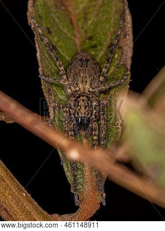 Small Ghost Spider Of The Family Anyphaenidae