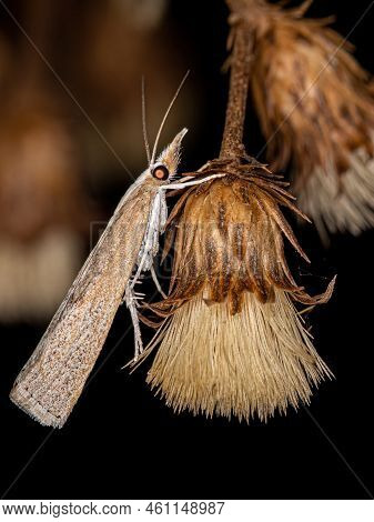 Adult Grass-veneer Moth Of The Subfamily Crambinae