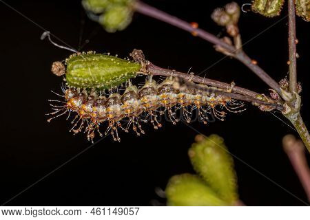 Small Plume Moth Caterpillar Of The Family Pterophoridae