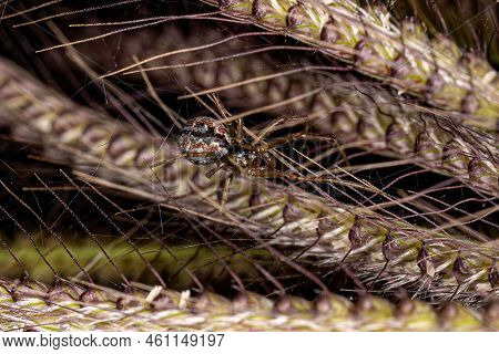 Small Male Cobweb Spider Of The Family Theridiidae