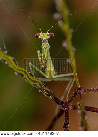 Photinaid Mantis Insect Of The Family Photinaidae