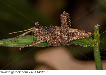 Short-horned Grasshopper Insect Of The Genus Ommexecha