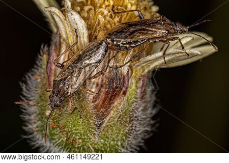 Adult Seed Bugs Of The Family Lygaeidae