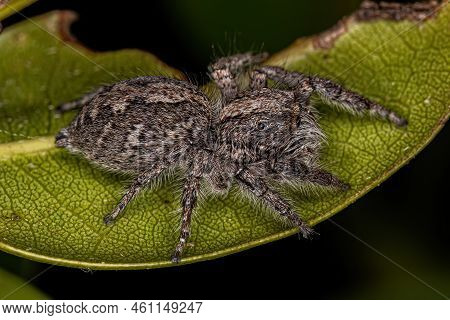 Adult Female Jumping Spider Of The Subtribe Freyina