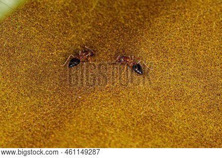 Adult Female Cocktail Ants Of The Genus Crematogaster