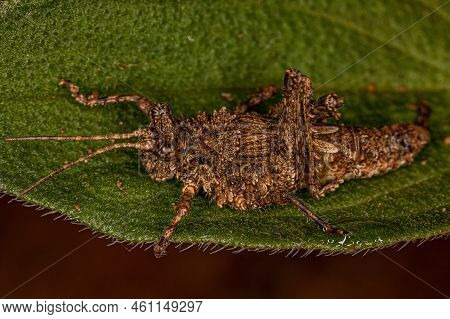 Short-horned Grasshopper Insect Of The Genus Ommexecha