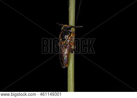 Adult Stingless Bee Of The Genus Tetragonisca