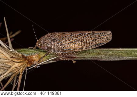 Small Typical Leafhopper Of The Tribe Gyponini