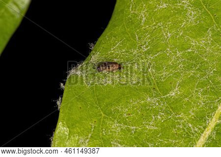 Adult Humpbackd Fly Of The Family Phoridae