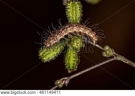Small Plume Moth Caterpillar Of The Family Pterophoridae