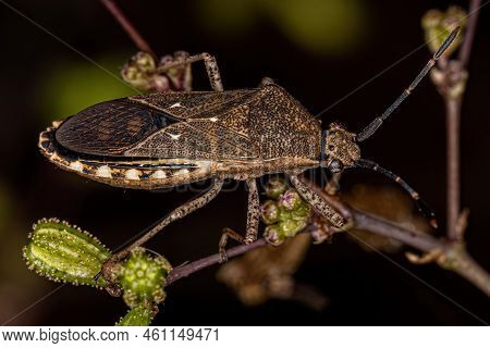 Adult Leaf-footed Bug Of The Genus Catorhintha