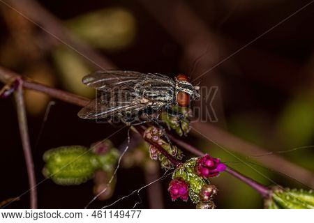 Adult Flesh Fly Of The Family Sarcophagidae